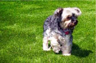 Artificial Grass Review ... the WORST that can happen (Part 2 of 4)