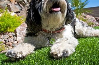 Artificial Pet Grass Installation in Omaha Backyard – Solves Muddy Dog Problems