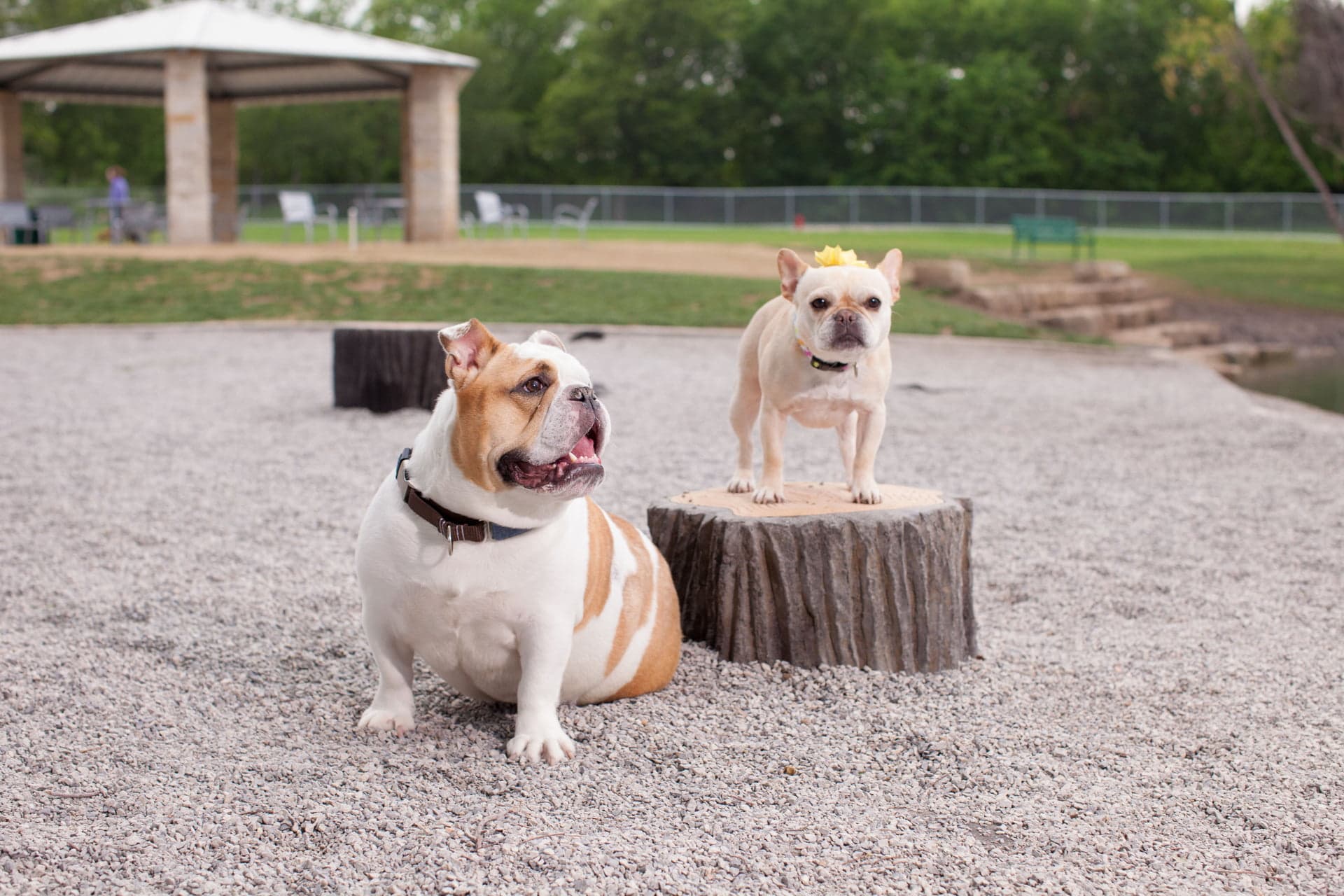 How to solve the 3 biggest problems dog owners face in their own backyard..