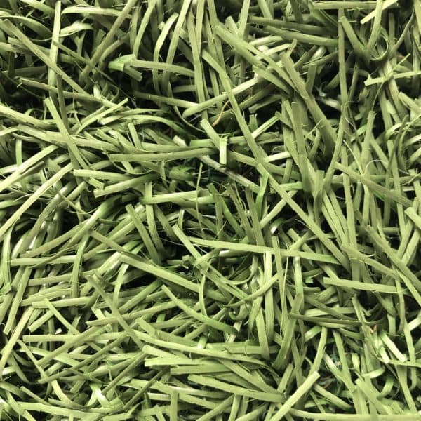 Our Favorite Artificial Turf Products of 2021