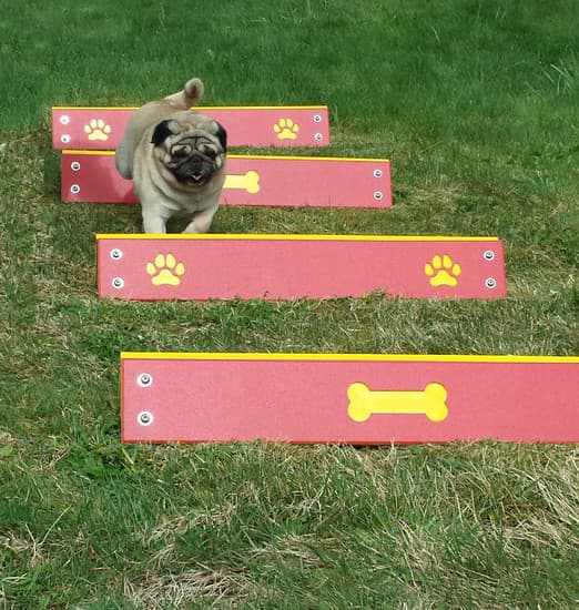 Backyard Dog Park - Build Your Own